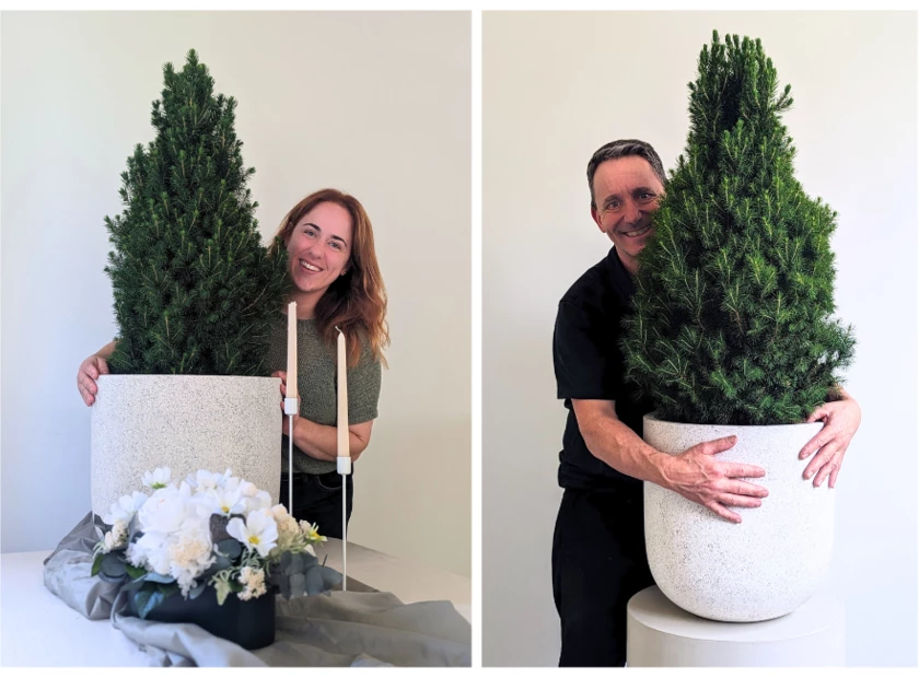 Christmas Tree Care Pearsons Florist Sydney